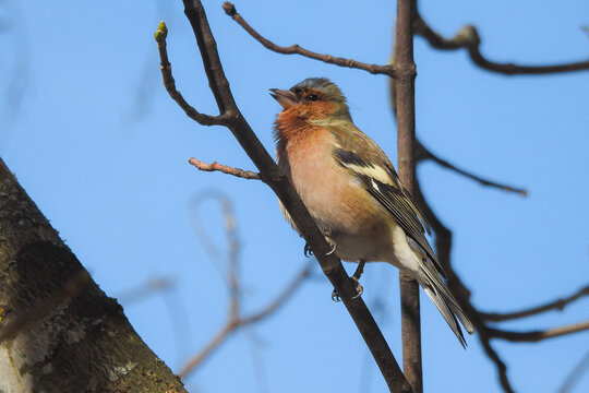 Fringuello (Fringilla coelebs) in canto,ritratto