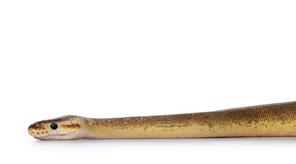 Adult Pinstripe Cinnamon Pastel Fire Ballpython aka Python regius snake. Head shot on white background.