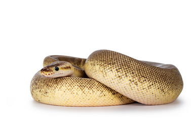Adult Pinstripe Cinnamon Pastel Fire Ballpython aka Python regius snake. Full body curled up shot...