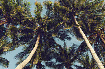 Fototapeta na wymiar Coconut palm tree for background,Summer and travel concept banner background,vintage tone