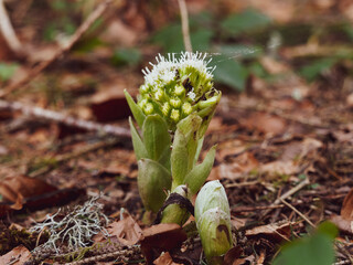 Pétasite blanc ou petasites albus à inflorescence printanière globuleuse en épis de capitules blancs odorants sur tige feuillée