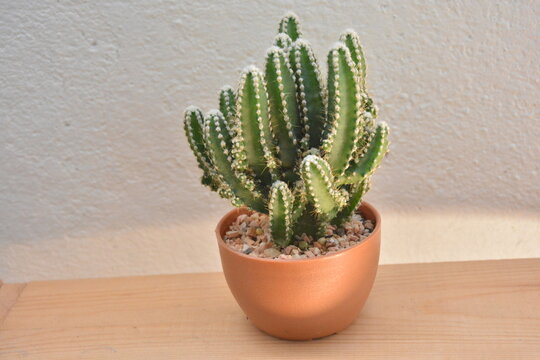 Close-up Of Potted Plant On Table