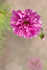 Delicate floral background with butterflies and pink flowers. Selective focus.Beautiful artistic natural background