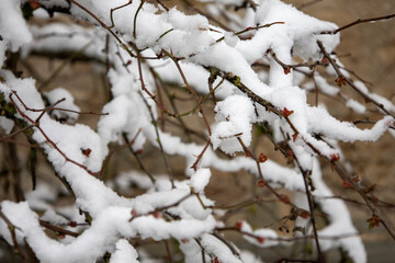 Winterliche Äste mit Eiszapfen oder Schnee