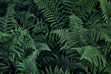 Naklejka na ściany i meble Fern leaves background. Close up of dark green fern leaves growing in forest. Shot from above