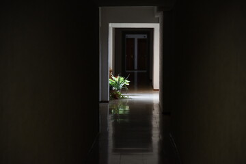 Ventana ilumina una plantas en un pasillo oscuro