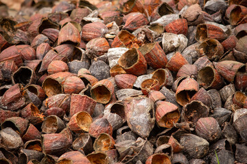 Outer shells of the Cacao fruits. Shells of cocoa fruit after seeds removed