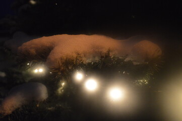 christmas light in the tree
