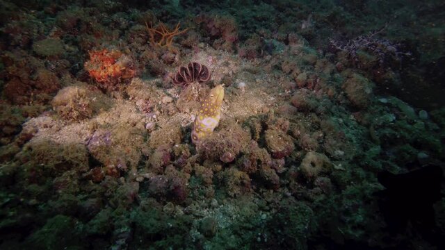 Snake eel on a coral reef in the Philippines