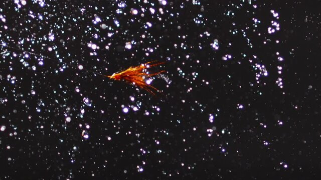 Close-up of fly fishing fly flying across the frame on black background and falling rain droplets in super slow motion
