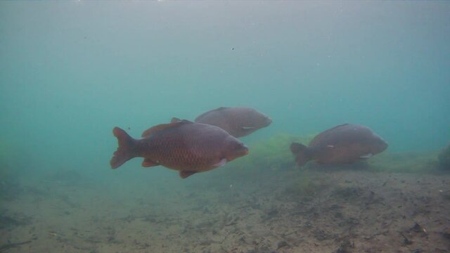 Group of Common carp or European carp Cyprinus carpio fishes in an underwater shot. freshwater fish in eutrophic waters, River or lake wildlife footage.