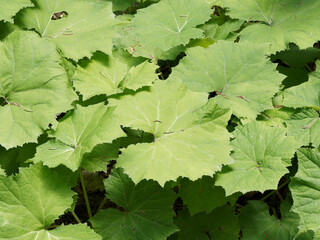 (Petasites albus) Couvre-sol de touffes de grandes feuilles de pétasite blanc, vert mat, laineuse, arrondies et dentelées en sous-bois humide