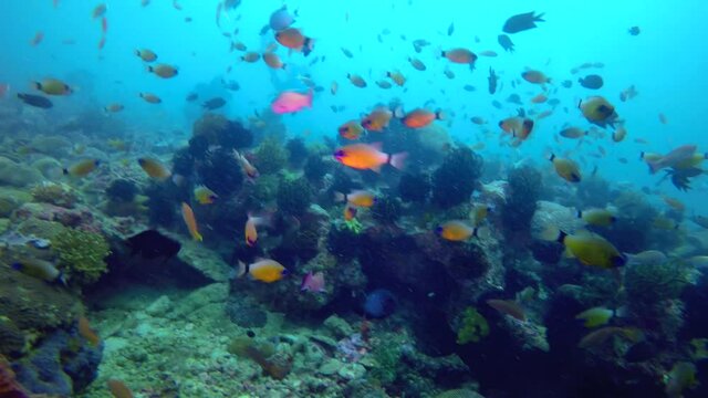 Tropical fish on a coral reef, Philippines
