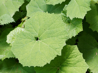 (Petasites albus) Grandes feuilles de Pétasite blanc vertes et glabres, nervurées, sinuées et...