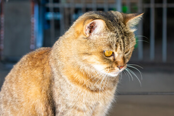 Striped cat looking at something