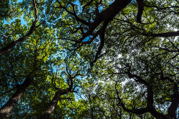 Bosque mágico en Torres del Paine (Patagonia Chile)