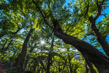 Bosque mágico en Torres del Paine (Patagonia Chile) © Adrian