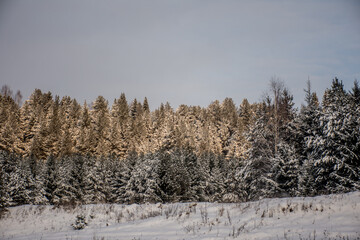 winter coniferous forest. the picturesque landscape. Coniferous trees covered with snow. Winter rural landscape of snow trail. Rural snow scene.