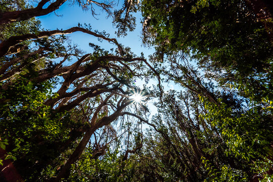 Bosque de los Arrayanes en Bariloche Argentina