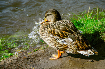 Duck portrait in the wild