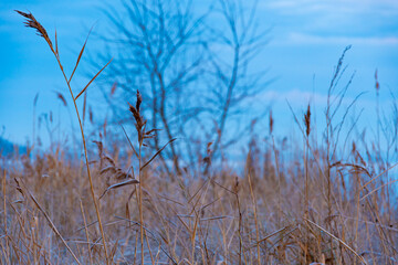 reeds on the beach in winter at sunrise on the bay of the Baltic Sea
