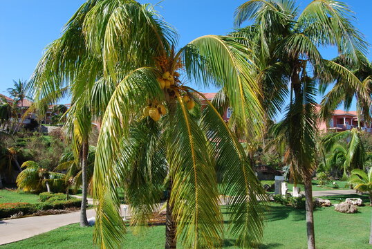 Varadero, Cuba: Palm tree with coconuts