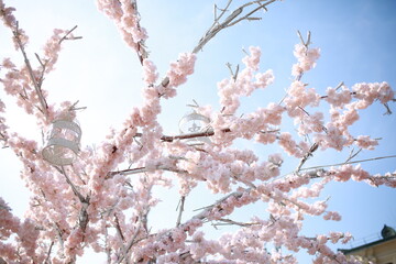 cherry tree blossom