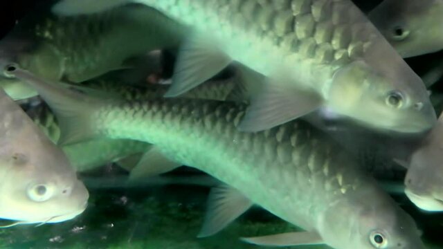 Lively swimming Empurau or Kelah fresh water fish in aquarium. Expensive delicacy in Malaysia