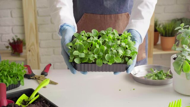 Hands of a gardener showing a tray with growing microgreen