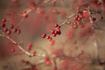 Red crab apple berries on branch with blur background