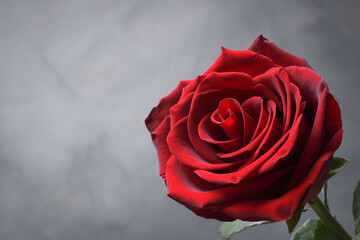 Background for Valentine's Day greeting card.Valentines day concept.Red, beautiful blooming rose. Close up.