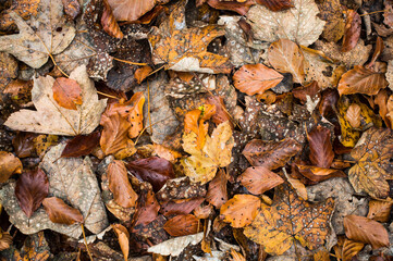 Background of colorful autumn leafs on the ground