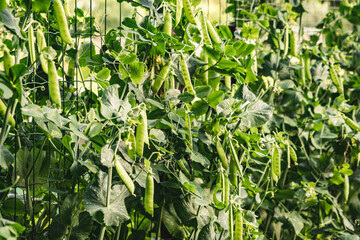 Obraz premium Lush green wall of plentiful peas growing vertical trellis