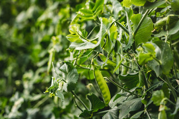 Fototapeta na wymiar Closeup of green pea pods growing on a plants in the garden 