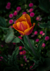 Tulip in a garden surrounded by other flowers 