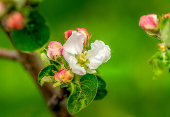 Apple blossom close-up on green background