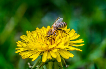Honey bee on blooming dandelions collects nectar close-up