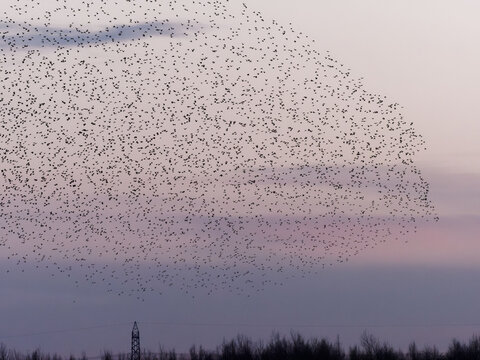 A Murmuration Of Starlings (Sturnus Vulgaris) At Dusk At St Aidans Nature Reserve