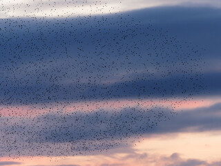 A murmuration of Starlings (Sturnus vulgaris) at dusk at St Aidans Nature reserve