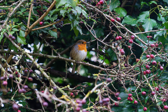 Robin Bird in Bush Winter 2020 View through twigs