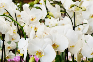 Flores blancas y delicadas.