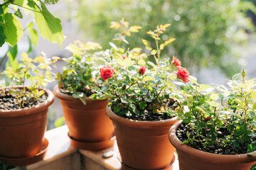 Seedlings of red roses in brown flower pots.