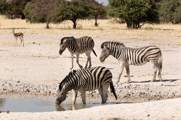 Fototapeta na wymiar Grupo de cebras bebiendo en el parque nacional de Ethosa, Namibia.