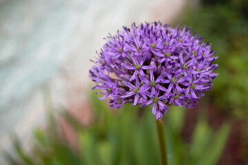 Allium im Garten