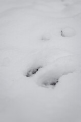 Fototapeta na wymiar dog footprints in snow