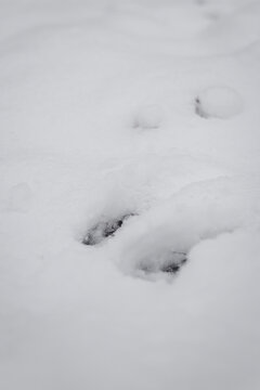 dog footprints in snow