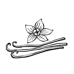 Hand drawn vanilla. Design elements isolated on white. Cooking icons. Vector illustration