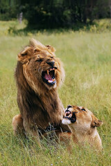 Fototapeta na wymiar The southwest african lion or Katanga lion (panthera leo bleynberghi) mating in the savanna. Mating couple in the green grass of the African savannah.