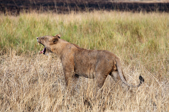 Young yawning lion (Panthera leo) in savannah in national park. A young lion without a mane in the savannah.