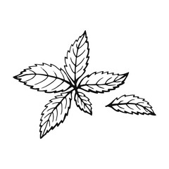 Hand drawn red basil. Design elements isolated on white. Cooking icons. Vector illustration